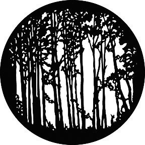 GAM 351 - Saplings