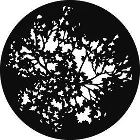 GAM 551 - Summer Branches
