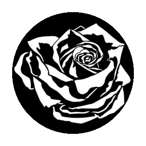 Apollo 1063 - Rose with Shadow